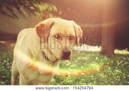 Cute Domestic Dog in the nature forest