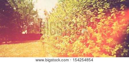 Backyard garden floral detail with lens flare