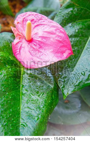 Flamingo Flower or Anthurium flower or Taiflower with Sunshine in the morning