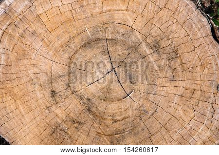 Tree stump background texture - Stock Photo