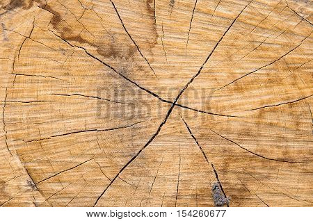 Tree stump background texture - Stock Photo