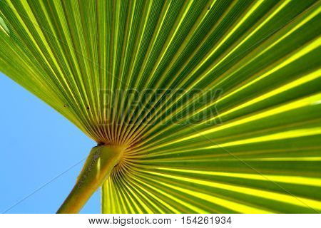 Pleated bright green palm leaf against blue sky.