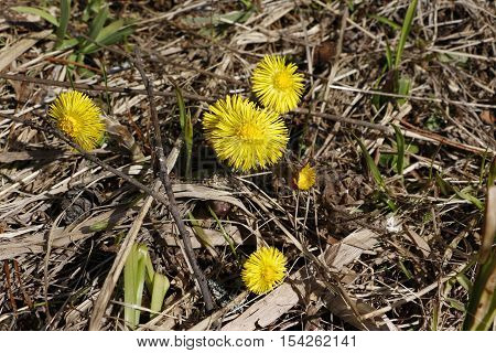 Flower Foalfoot In A Nice Day