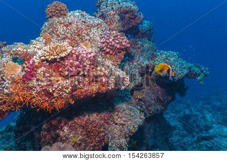 Banner Fish Near Coral, Maldives