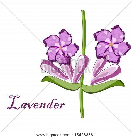 Bunch of lavender flowers violet blossom garden aromatic bloom. Aroma perfume nature lavender purple flower bouquet. Natural floral herbal bunch lavender aromatherapy purple flower .