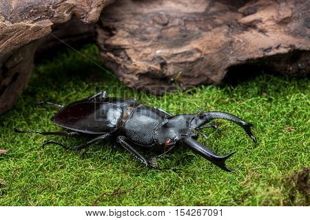 Stag Beetle (hexarthrius Nigritus) Beetle