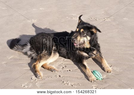 Yound Crossbreed Dog