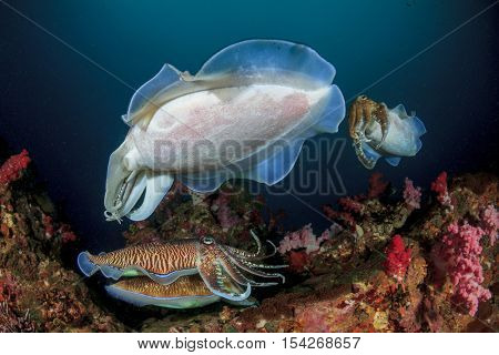 Mating Cuttlefish sex fish