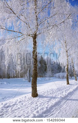 Snow-covered trees in the city park. Snowfrost on the branches