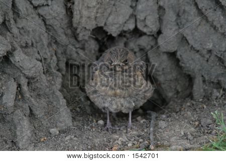 Uccello passero