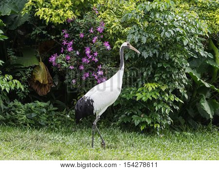 Red-Crowned crane