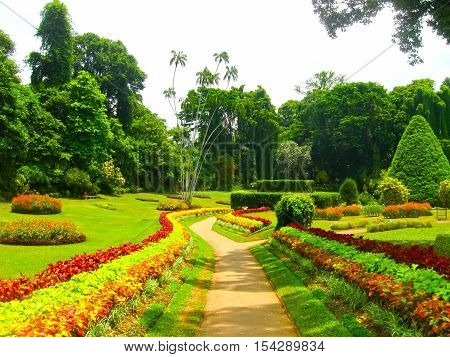 Royal Botanical garden Peradeniya at Sri Lanka