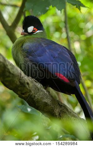 Hartlaub's turaco (Tauraco hartlaubi). Wildlife animal. 