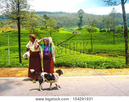 Nuwara Eliya Sri Lanka - May 3 2009: The two women - collectors of tea. The tea plantations of the island of Sri Lanka
