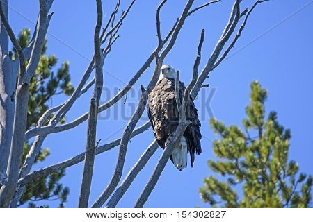 Bald Eagle in Dead Tree above Shoshone Lake in Yellowstone National Park in Wyoming