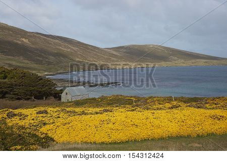 Yellow flowers of gorse bushes covering the hills around Dyke Bay on Carcass Island in the Falkland Islands.