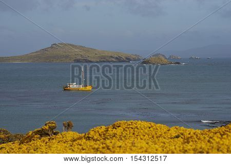 Fishing boat at anchor in the bay of Carcass Island in the Falkland Islands. Yellow flowers of gorse bushes in the foreground.