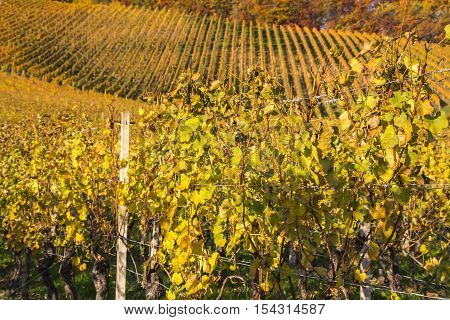 Beautiful vineyard Autumn Vineyards landscape with colorful leaves