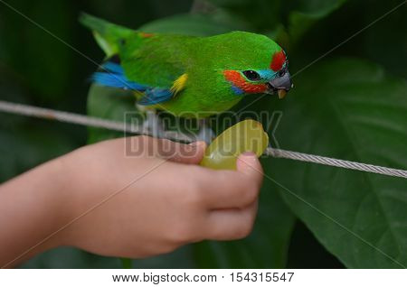 Hand Of A Little Child Feeds A Fig Parrot