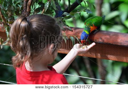Little Child Feeds A Rainbow Lorikeet