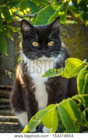 Black and white cat sitting on a rustic fence