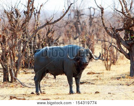 Dager Boy Buffalo standing in a clearing in the bush - covered in mud in Hwange National Park - Zimbabwe