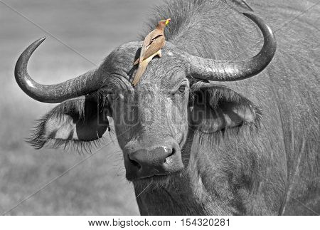 Close up of a buffalo with an oxpecker perched on it's head
