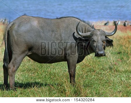 Large full framed buffalo looking directly at camera in Bumi National Park.