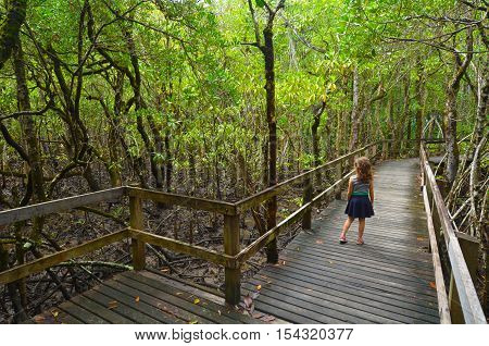 Daintree National Park Queensland, Australia