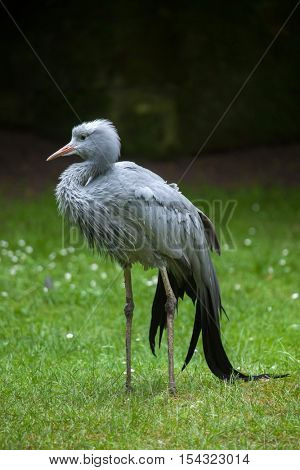 Blue crane (Grus paradisea), also known as the Stanley crane or paradise crane. Wildlife animal. 