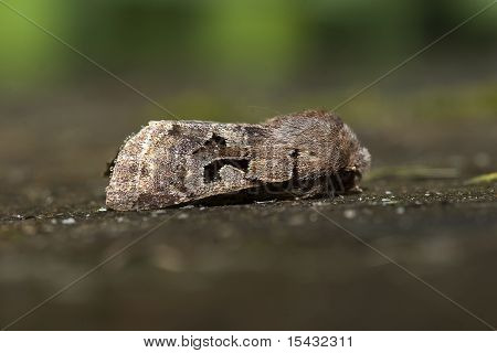Carattere ebraico Moth
