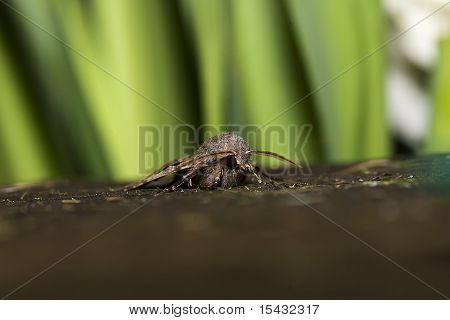 Carattere ebraico Moth