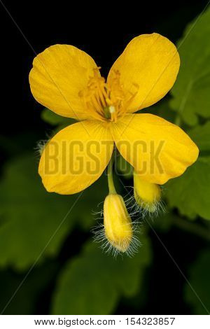 celandine yellow flowers on a green meadow in summer