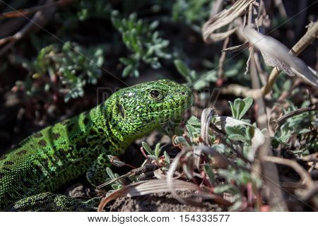 Green lizard close-up in the vegetation. Disguise the environment. A small reptile with a long body and a long tail covered with small horny scales.