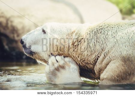 Profile of Polar Bear Scratching His Face