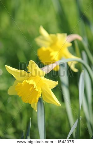 Daffodills