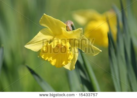 Daffodills