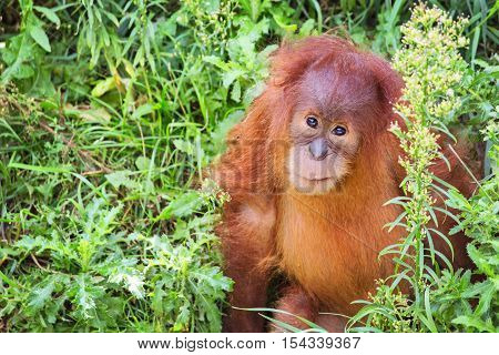 Close up of Baby Orangutan in Grass