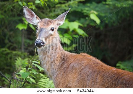 Close up of Doe In The Woods