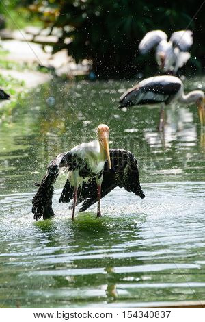 Lesser Adjutant Stork In Its Habitat
