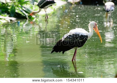 Lesser Adjutant Stork In Its Habitat