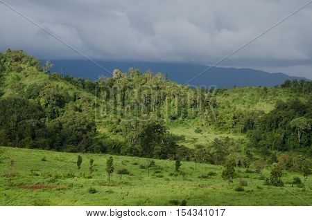 forest and blue sky is background Thailand