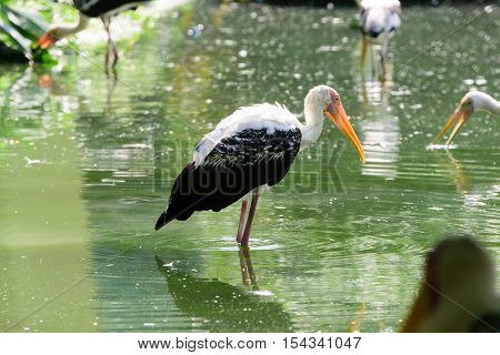 Lesser Adjutant Stork In Its Habitat