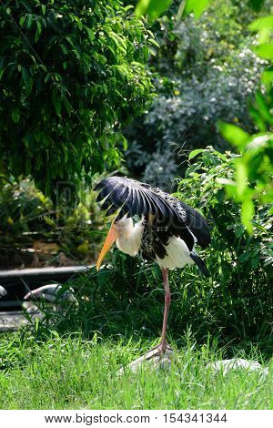 Lesser Adjutant Stork In Its Habitat