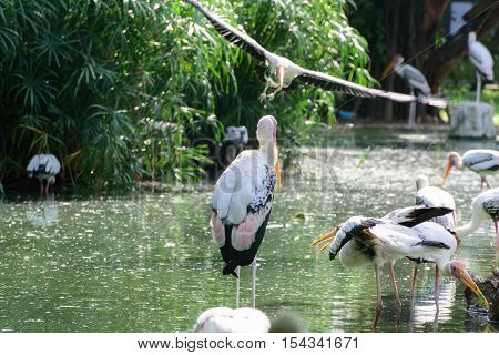 Lesser Adjutant Stork In Its Habitat