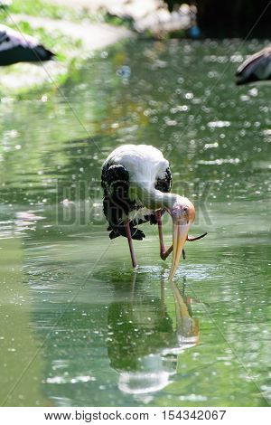 Lesser Adjutant Stork In Its Habitat