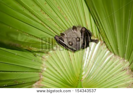 bat are sleeping in palm tree on the ceiling period midday