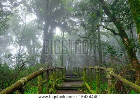 wooden bridge at misty tropical rain forest at Doi Inthanon Park Thailand