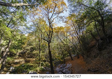 Beautiful Fall Color Of Switzer Falls Trail