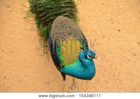 Blue green and yellow peacock stand on sand